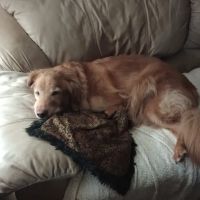 All Paws Animal Hospital ico