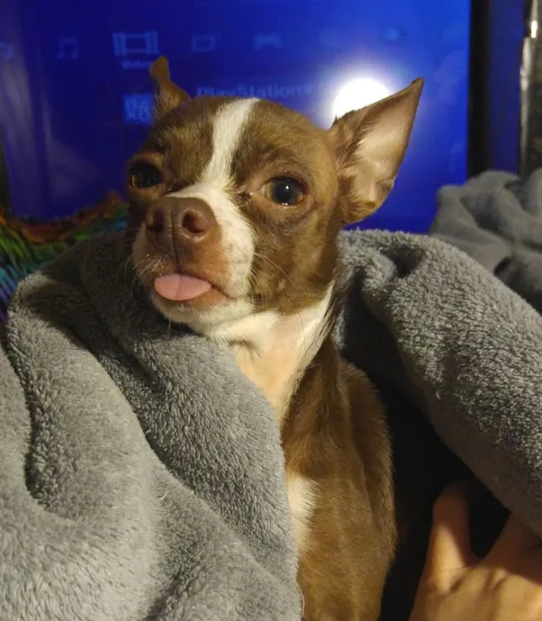 All Paws Animal Hospital Picture 10
