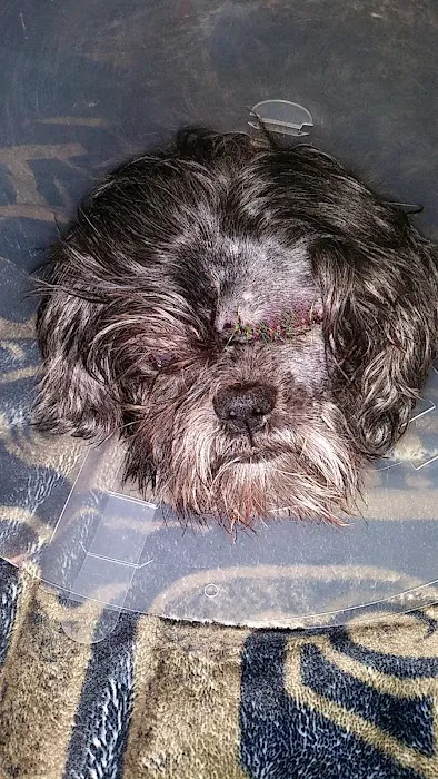 Allied Veterinary Emergency & Referral Picture 1
