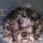 Allied Veterinary Emergency & Referral
