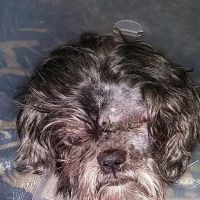 Allied Veterinary Emergency & Referral ico