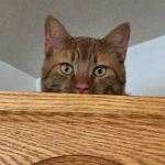 Oakwood Hills Animal Hospital: Leavitt Todd DVM