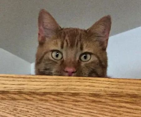 Oakwood Hills Animal Hospital: Leavitt Todd DVM