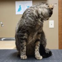 Eau Claire Animal Hospital ico