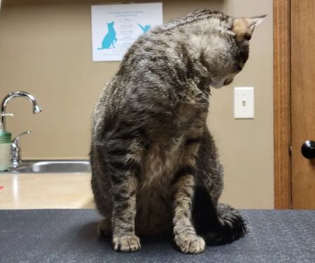 Eau Claire Animal Hospital