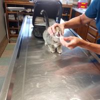 Wabasha Veterinary Clinic ico