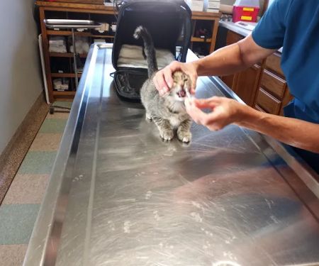 Wabasha Veterinary Clinic