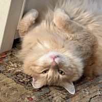 Healthy Pet Altoona ico