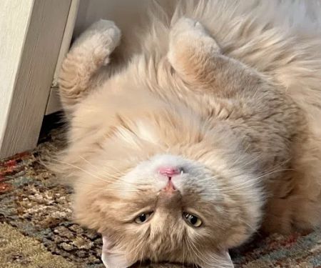 Healthy Pet Altoona