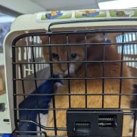 Augusta Veterinary Clinic ico