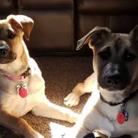 Plainview Veterinary Clinic ico