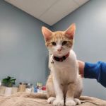 Banfield Pet Hospital