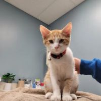Banfield Pet Hospital ico