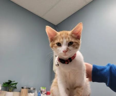 Banfield Pet Hospital