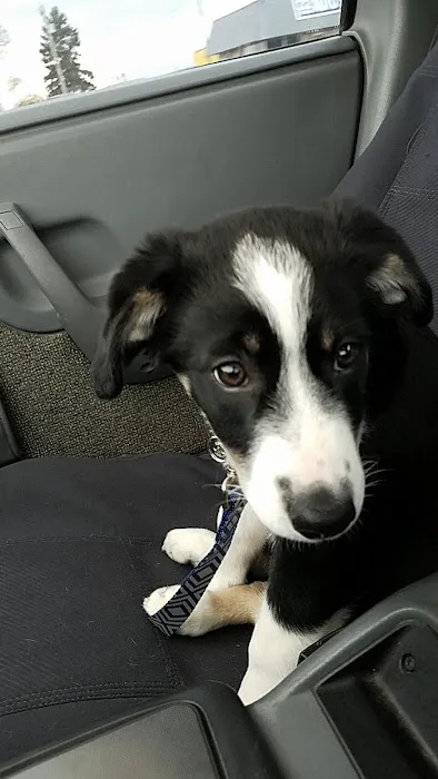 Banfield Pet Hospital Picture 5