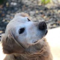 Plainview Animal Clinic ico