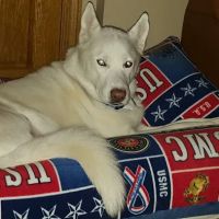 Northern Valley Animal Clinic ico