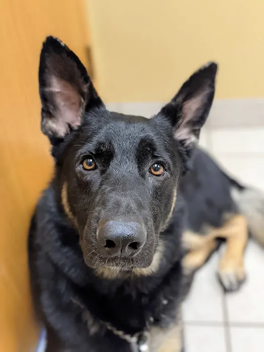 Northern Valley Animal Clinic Picture 10