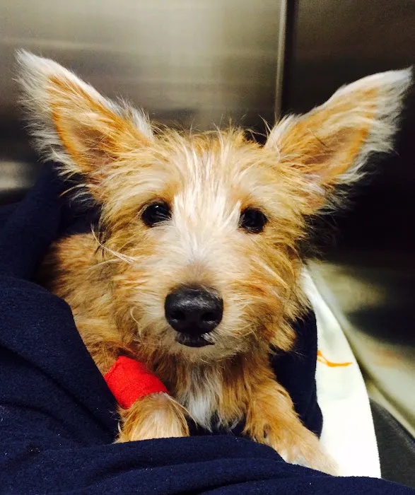 Lake Country Veterinary Services Picture 3