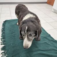 Lake Country Veterinary Services ico