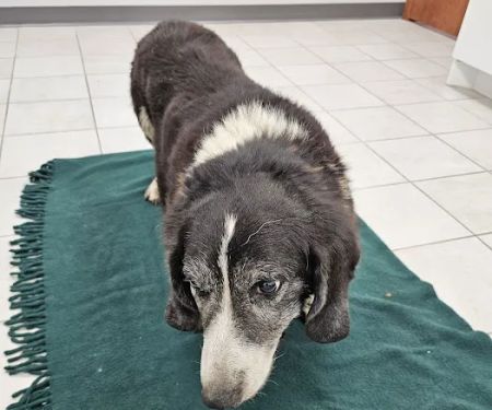 Lake Country Veterinary Services
