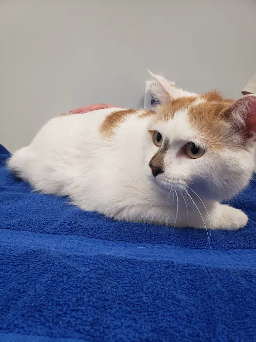 Lake Country Veterinary Services Picture 4