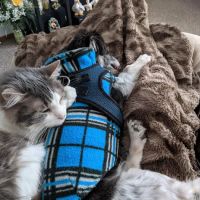 Minnesota Veterinary Associates of Melrose ico