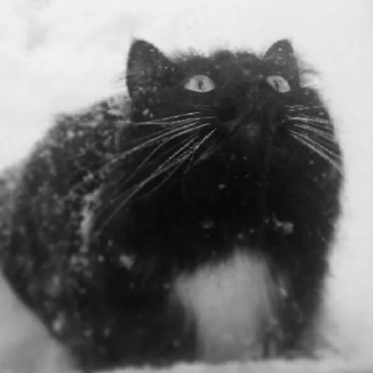Minnesota Veterinary Associates of Melrose Picture 10