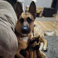 Kennedy Animal Clinic ico