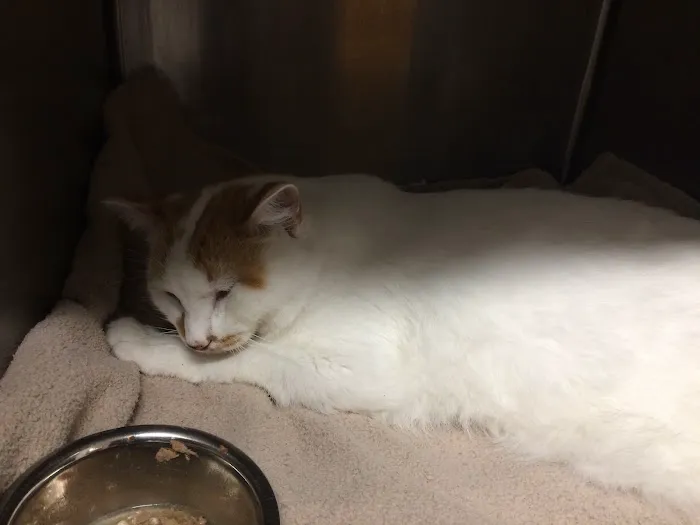 Kennedy Animal Clinic Picture 4