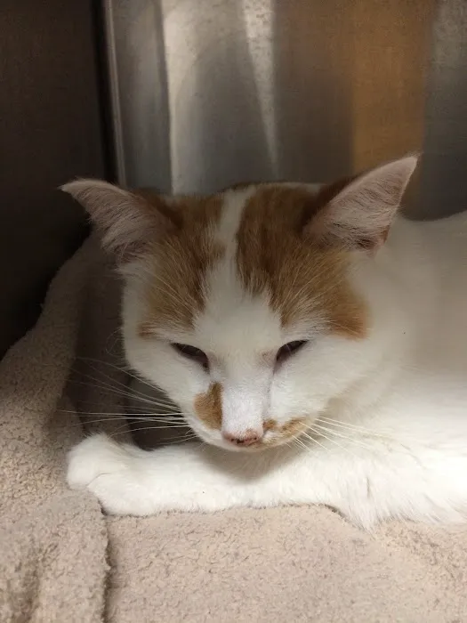 Kennedy Animal Clinic Picture 7