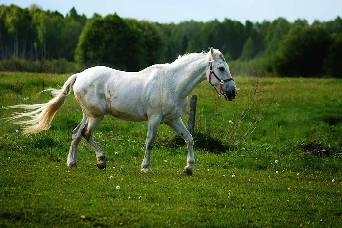Buckingham Equine Veterinary Clinic Picture 3