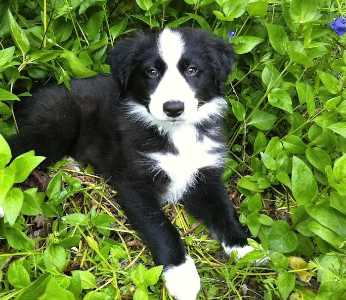 Corvallis Veterinary Hospital Picture 1