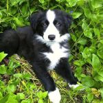 Corvallis Veterinary Hospital