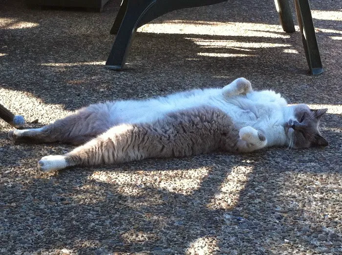 Corvallis Veterinary Hospital Picture 3
