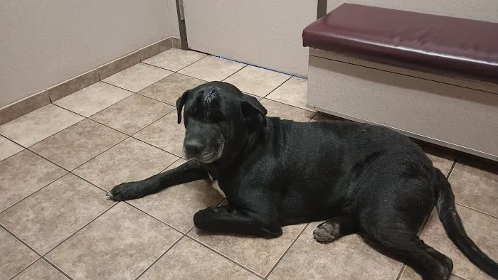 Willamette Veterinary Clinic: Cox Kristina DVM Picture 2