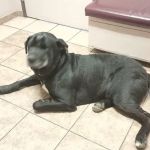 Willamette Veterinary Clinic: Cox Kristina DVM