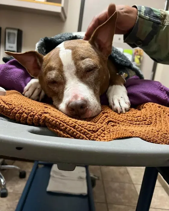 Willamette Veterinary Hospital Picture 2