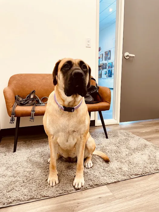 Hello Vet Pet Wellness Center Picture 1