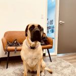 Hello Vet Pet Wellness Center