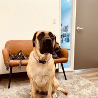 Hello Vet Pet Wellness Center ico