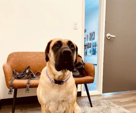 Hello Vet Pet Wellness Center