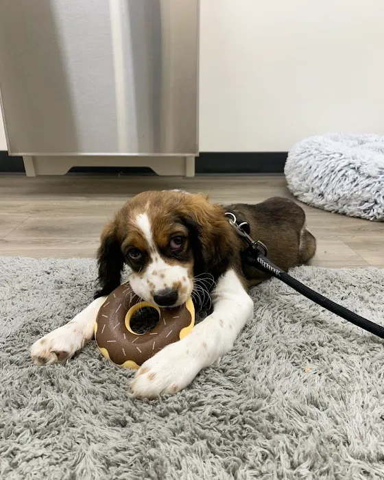 Hello Vet Pet Wellness Center Picture 2