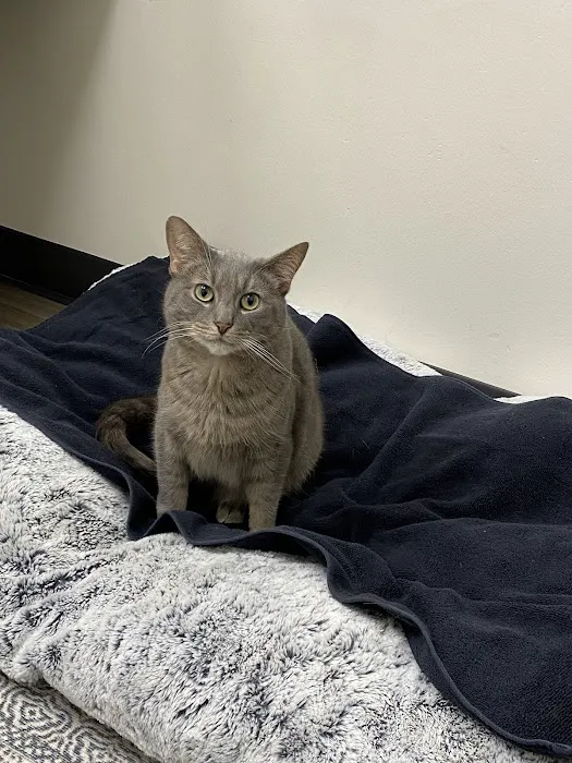 Hello Vet Pet Wellness Center Picture 6