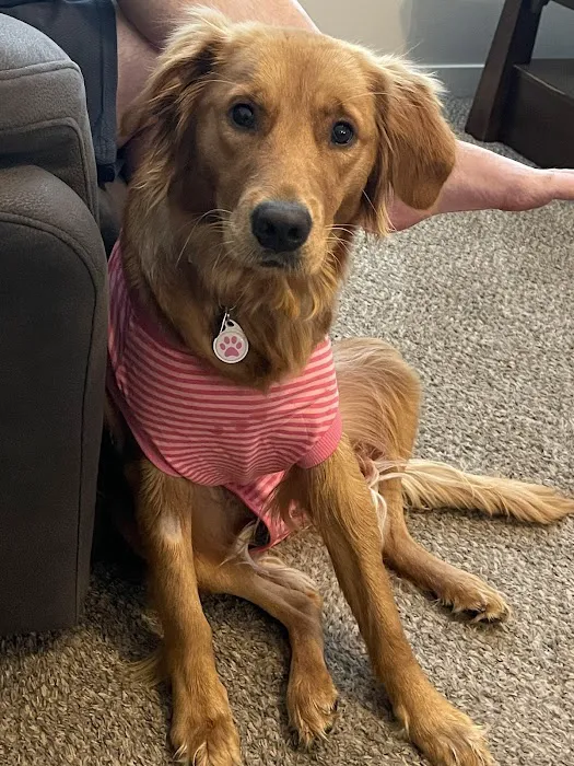 Hello Vet Pet Wellness Center Picture 5