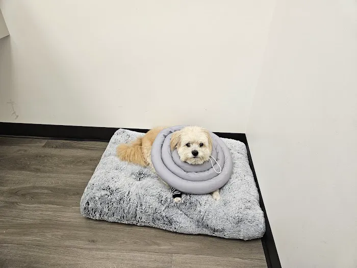 Hello Vet Pet Wellness Center Picture 9