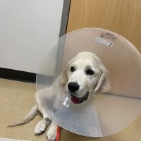 Lois Bates Acheson Veterinary Hospital: Large Animal Services ico