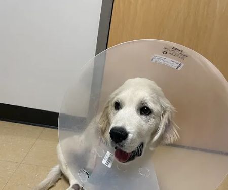 Lois Bates Acheson Veterinary Hospital: Large Animal Services