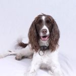 House Call Pet Service