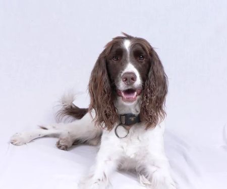 House Call Pet Service
